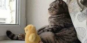 10 найкращих фотографій кішок (10 фото)