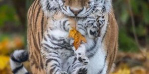 Wildlife: mothers with cubs (8 photos + video)