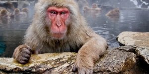 Японский макак: беспощадная иерархия на фоне высокого интеллекта (13 фото)