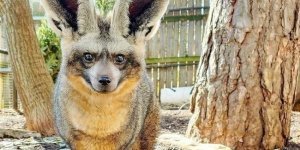 Большеухая  лисица: Она ест только насекомых и ради них готова  пойти на крайне антисанитарные меры (8 фото)