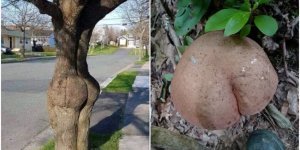 15 доказательств того, что природа - та ещё пошлячка - и цензура ей не помешает (16 фото)