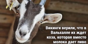 20+ цікавих фактів про все на світі (23 фото)