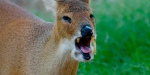 Water Deer: Normal deer fight with antlers, but saber-toothed deer fight with long fangs! (9 photos)