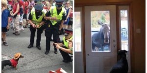 15 чудных ситуаций, которые отлично характеризуют жизнь в Канаде (16 фото)