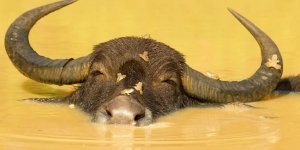 Водяной буйвол: Ежедневные оздоровляющие процедуры. Этот зверь умеет кайфовать лучше любого человека (9 фото)