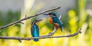 Birds are capable of “divorce” due to promiscuity or long separation (4 photos)