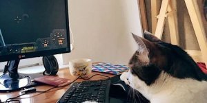 Fluffy "hackers" at work (20 photos)