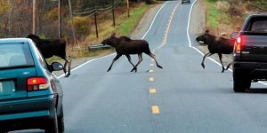 Why do moose love roads more than other animals? Danger of moose on the road (6 photos)
