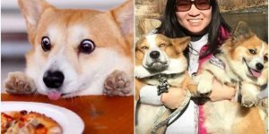 Корги – це суцільна милота! (30 фото)