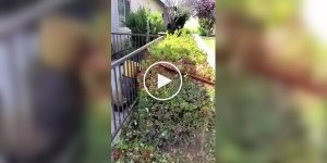 Pruning bushes using a special tool