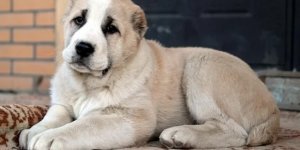 Алабай: Остерігати не означає вбивати. Пес, що загруз у стереотипах про власну злобу (4 фото)