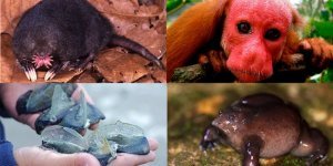 Ошибки эволюции: причудливые животные, о существовании которых вы могли не знать (23 фото)