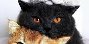 Котики (10 фото)