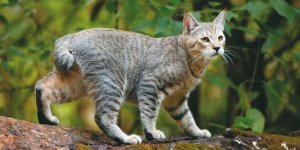 Пиксибоб: Селекционеры превратили простую кошку в мини-рысь! Как ведёт себя новая порода? (5 фото)