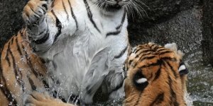 Just cats playing and swimming (10 photos)