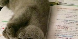 Коти, нахабства у яких ще варто повчитися (25 фото)