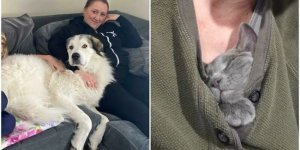 Thank you, people: photos of animals that were taken from shelters (30 photos)