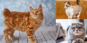 Мутанты среди нас: необычные пород кошек (19 фото)