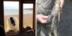 У тваринного світу є своя потужна і лякаюча сторона (19 фото)