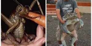 20 representatives of flora and fauna that are so huge that it’s hard to believe (22 photos)