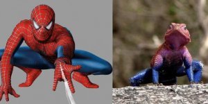 Agama Mwanza: Spider-Man of the Reptile World. The lizard that drives comic book fans crazy (8 photos)