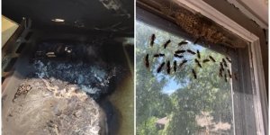 Бедолаги, которых после переезда в новое жилье ждал очень неприятный сюрприз (14 фото)