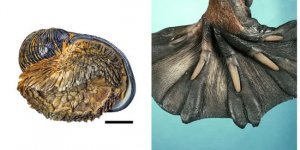 Обладатели самых нестандартных лап – кто они? (10 фото)