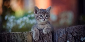 Life is not the same without a cat (30 photos)