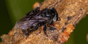 Пчёлы- стервятники: Улей из плоти, а мёд из мяса.  Неправильные пчёлы, которые собирают падаль вместо пыльцы (7 фото)