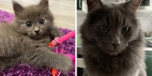 15 котяток, которые в благодарность своим хозяевам подросли и превратились в знатных котищ (16 фото)
