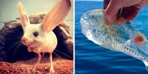 25 странных, забавных и причудливых существ, живущих на Земле (26 фото)