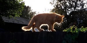 Вуличні котики з усього світу (30 фото)