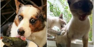 20+ shots with animals that will charge you with a good dose of positivity (30 photos)