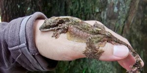 Лопастехвостый геккон: весь в морщинах и складках (10 фото)