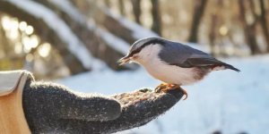 How to properly feed birds in winter? (7 photos)