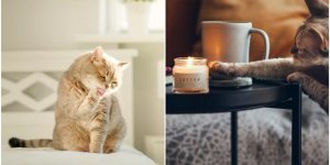 Why cats love to drop objects (4 photos)