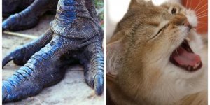 10 цікавих фактів про тварин, які здивували б навіть Дарвіна (11 фото)