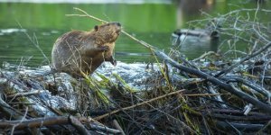 Как бобры додумались строить плотины и хатки в процессе эволюции? (6 фото)