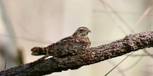 Вымпеловый козодой: Превращение в «фею». Перья птицы внезапно удлиняются на 50 см! (7 фото)