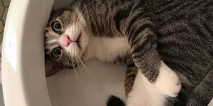 Де можна знайти котиків (17 фото)