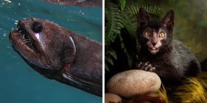 Реальные животные, которые выглядят как чудовища из фильмов ужасов (11 фото)