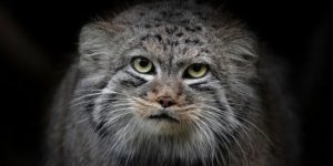 Wrong cat: why the freedom-loving nature of Pallas’ cats threatens them with extinction (11 photos)