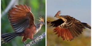 Гоацин: буря світу пернатих (8 фото + 2 відео)