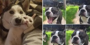 15 фотографий,  которые доказывают, что животные - это те же люди,  только в шубах (15 фото + 1 видео)
