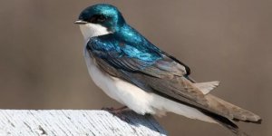 Воронок:  Деловой стиль, любовь к «фастфуду», жизнь на лету. Почему  городская ласточка так похожа на офисный планктон? (8 фото)