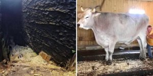 17 гігант, чий розмір може вразити по-справжньому (18 фото)