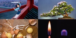 Жестокая Мулан, пивной алкоголизм, не дерево бонсай и другие любопытные факты (10 фото)