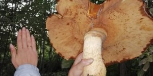 Giant gymnopile: what kind of mushroom is it, and why is it collected if it is inedible? (5 photos)
