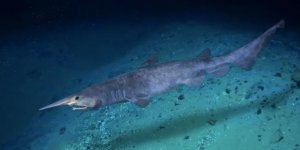 Как выглядит самая малоизученная акула в мире (4 фото)