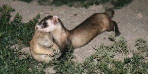 Американский  хорёк: Каждый день он ест порцию мяса весом с себя.  Вечно голодный хищник, который помешан на луговых собачках (7 фото)